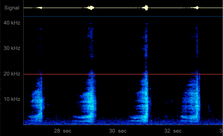 My attempts at producing ultrasonic noise with just my tongue and teeth